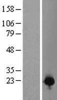 Human C1orf123 Protein (Over-Expression Lysate Myc-DDK (Flag))