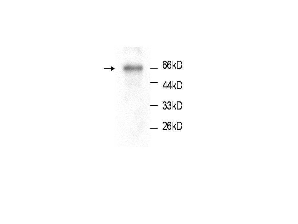 Monoclonal Mouse anti-Human ICAM-1 / CD54 Antibody (aa301-532, WB)