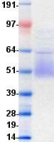Human CD27L / CD70 Protein (Recombinant Fc, C-terminus)