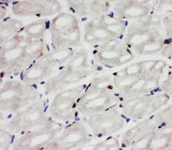 API5 Antibody (aa487-504)