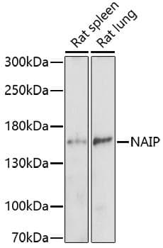 BIRC1 / NAIP Antibody