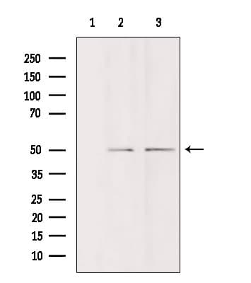 Polyclonal Rabbit anti-Human DDX19B Antibody (IF, WB)