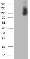 HLCS / HCS Antibody (clone OTI1E4)