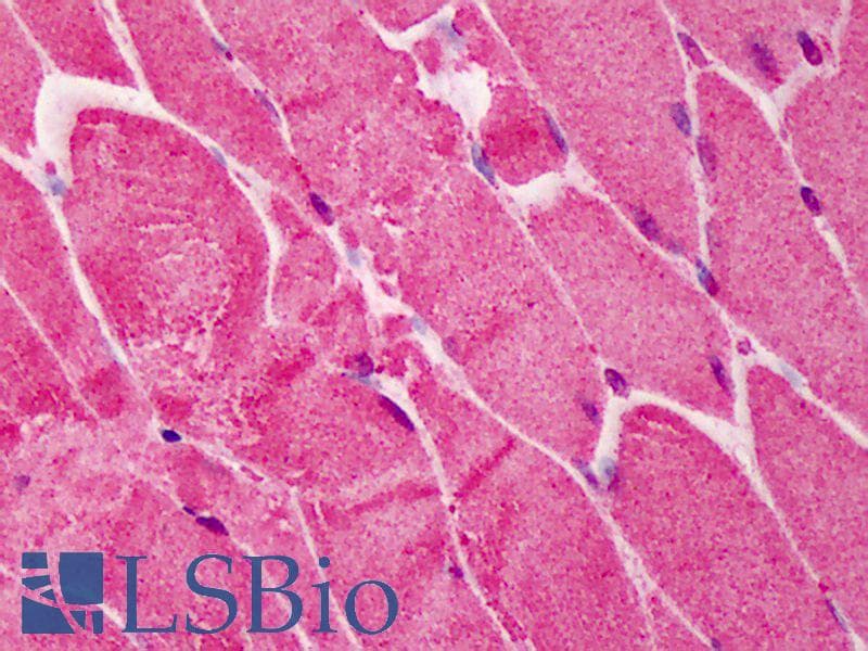IHC-plus™ RNF2 / RING2 / RING1B Antibody (aa189-201)