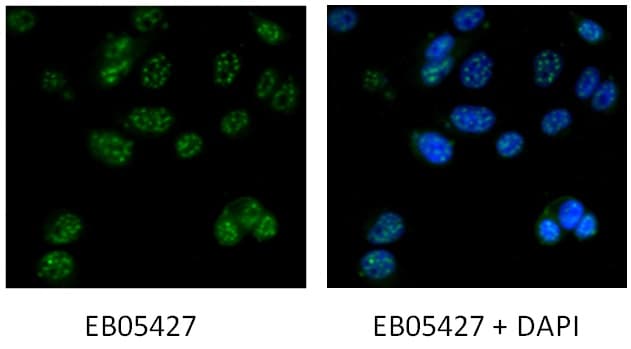 IHC-plus™ DAP3 Antibody (aa387-398)