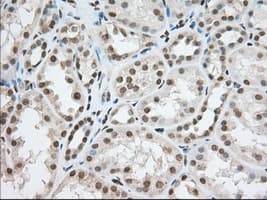 ERIC-1 / TACC3 Antibody (clone OTI6F1, Carrier-free)