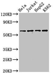 SMARCD1 / BAF60A Antibody