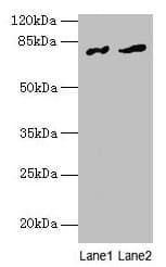 Polyclonal Rabbit anti-Human FAM161A Antibody