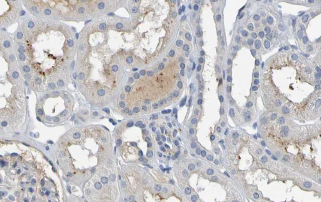 IL-10 Antibody