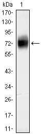 PathPlus™ CD38 Antibody (clone 6E12D4A12)