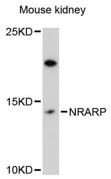 NRARP Antibody