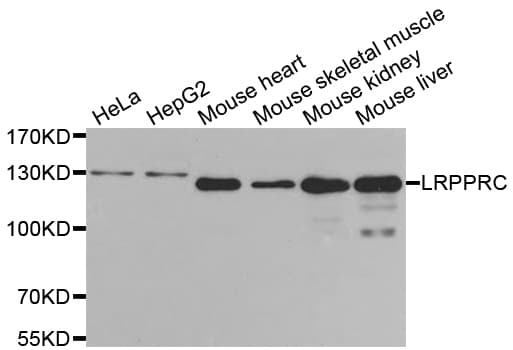 LRPPRC Antibody