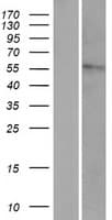 HYAL4 Protein (Over-Expression Lysate Myc-DDK (Flag))