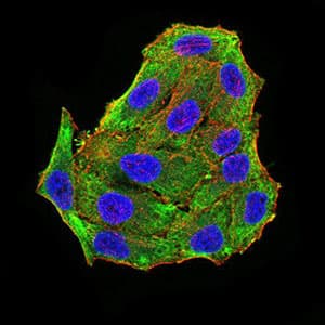 RBFOX3 / NEUN Antibody (aa1-140, clone 5A4B9)