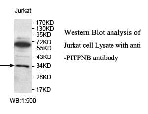 PITPNB Antibody (aa20-261)