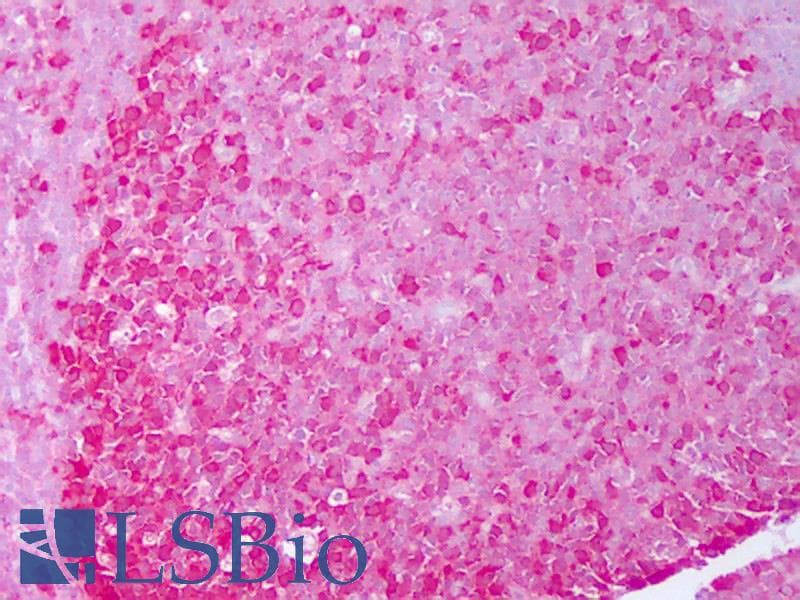 IHC-plus™ HSP90 Alpha+Beta Antibody (clone Hyb-K41220A)