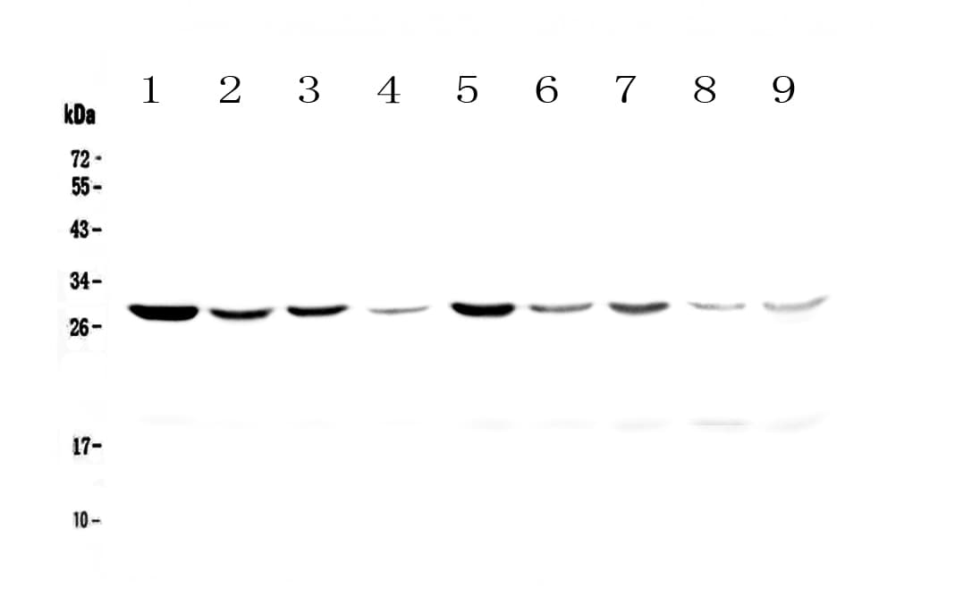Polyclonal Rabbit anti-Human YWHAZ / 14-3-3 Zeta Antibody (IHC, WB)