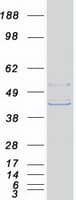 Human SLC30A3 / ZNT3 Protein (Recombinant Myc-DDK (Flag))