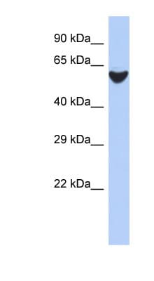 BRF2 Antibody (aa35-84)