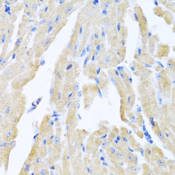 MLN / Motilin Antibody