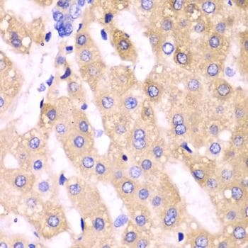 CYP3A4 / Cytochrome P450 3A4 Antibody