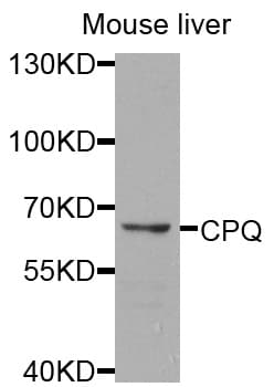 PGCP / Aminopeptidase Antibody