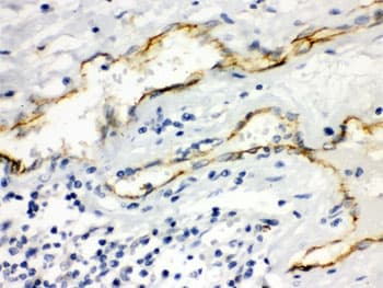 AQP1 / Aquaporin 1 Antibody