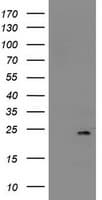 NDUFB9 Antibody (aa3-179, clone OTI4F8, Carrier-free)