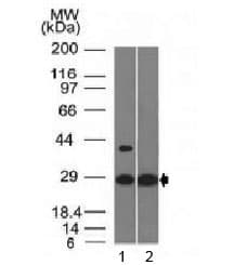 EPO / Erythropoietin Antibody (clone EPO/1368)