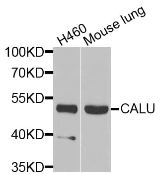 CALU / Calumenin Antibody