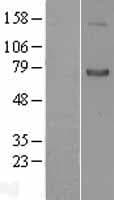 Human SEMA7A / Semaphorin 7A Protein (Over-Expression Lysate Myc-DDK (Flag))