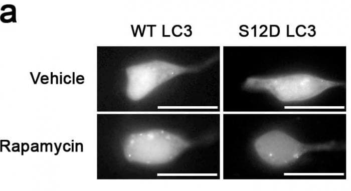 Polyclonal Rabbit anti-Human MAP1LC3A / LC3A Antibody (phospho-Ser12, WB)