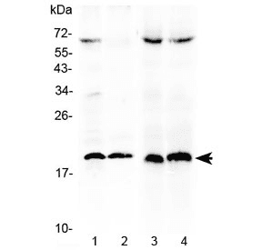 TNFSF10 / TRAIL Antibody