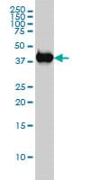 IHC-plus™ Monoclonal Mouse anti-Human MAPK13 / p38delta Antibody (clone 2D8, IHC, IF, WB)