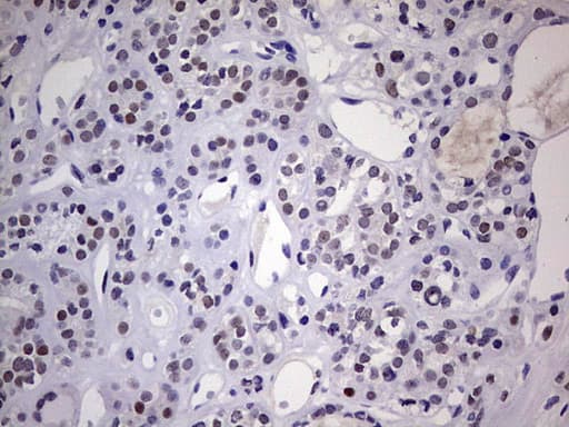 NAB2 Antibody (aa178-442, clone OTI5D7)