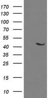 MAP2K1 / MKK1 / MEK1 Antibody (clone OTI3H3)