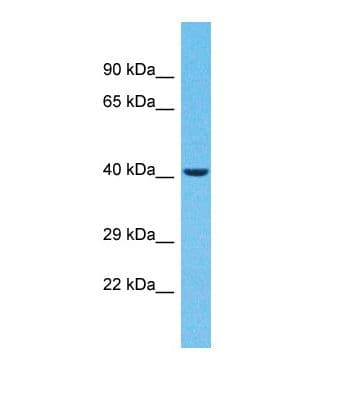 ZNF232 Antibody (C-Terminus)