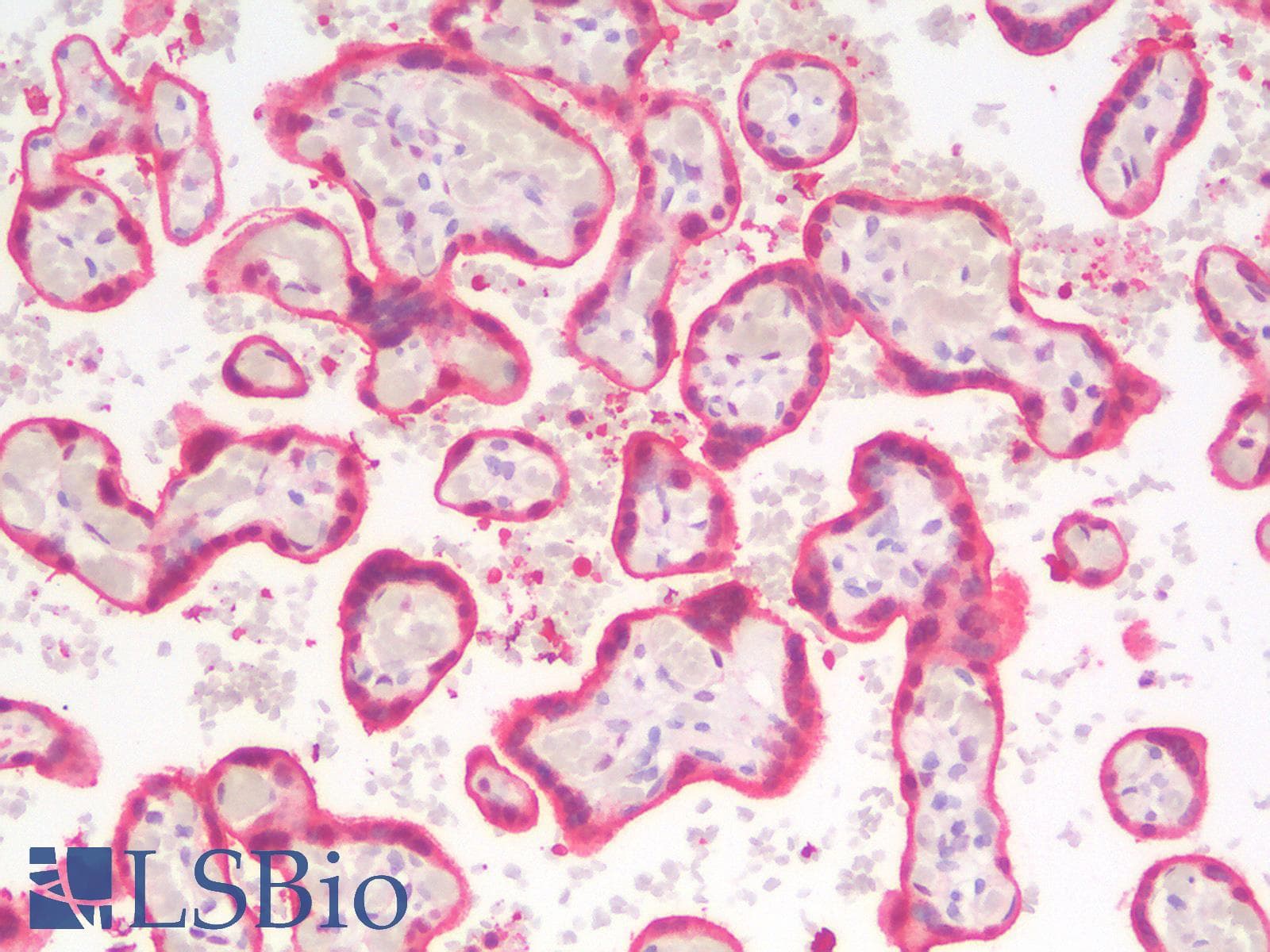 PathPlus™ Polyclonal Rabbit anti-Human ANXA1 / Annexin A1 Antibody (IHC)