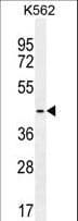 TBPL2 / TRF3 Antibody (aa12-39)