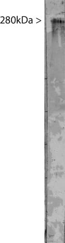 MAP2 Antibody