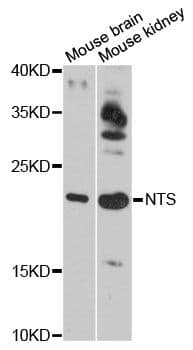 NTS / NT / Neurotensin Antibody