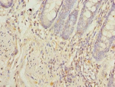 Polyclonal Rabbit anti-Human NXPE1 / FAM55A Antibody (IHC, WB)
