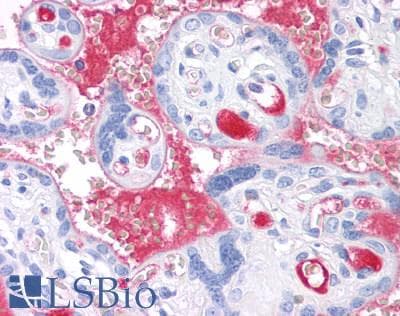 IHC-plus™ Complement C2 Antibody (clone 5C3)