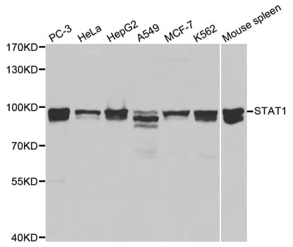 STAT1 Antibody