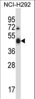 ULK3 Antibody (aa234-262)