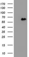 ZNF280A Antibody (aa1-333, clone OTI3G4)