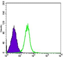 GSK3B / GSK3 Beta Antibody (clone 3D10)