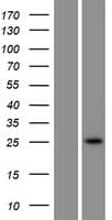 Human C3orf58 Protein (Over-Expression Lysate Myc-DDK (Flag))
