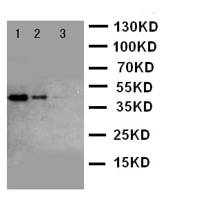 CUL2 / Cullin 2 Antibody (aa264-280)