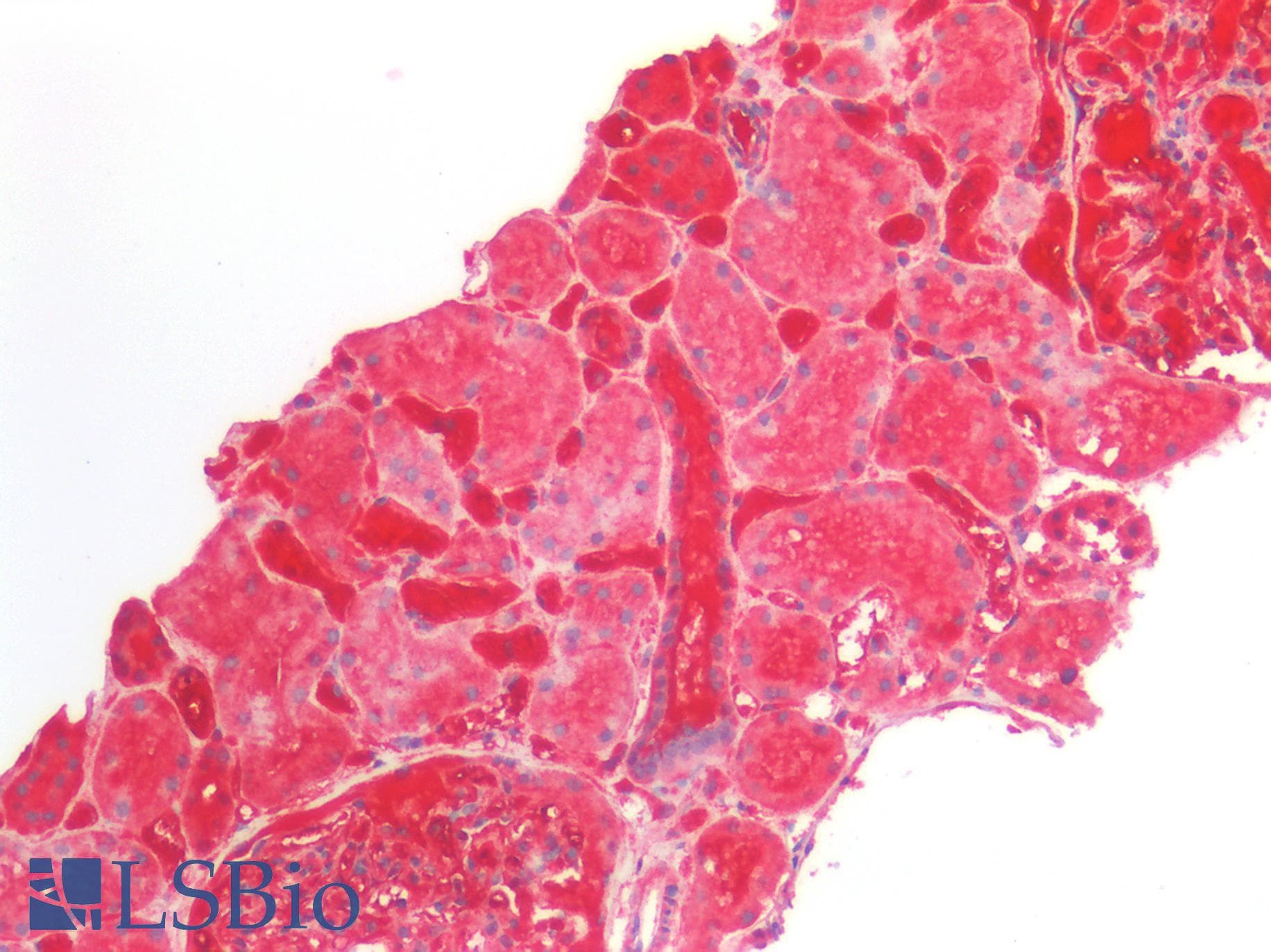IHC-plus™ ATG16L1 / ATG16L Antibody